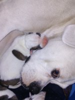 FaulknRich Bulldogs American Bulldog breeder