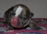 Exotic Frenchies LLC French Bulldog breeder