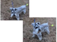 JessieJ - Miniature Schnauzer Stud