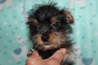 Myra L Raney - Yorkshire Terrier Breeder Yorkshire Terrier breeder