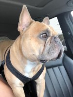 Andrea - French Bulldog Stud