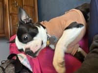 Angel Thuringer - Boston Terrier Stud