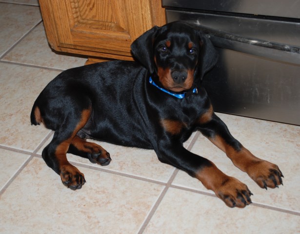 Doberman Pinscher Breeder 23772