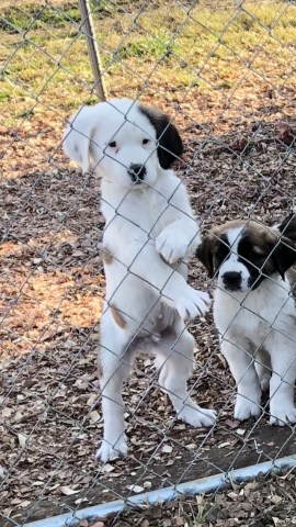 Saint Bernard Breeder 26435