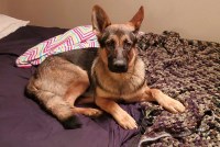 Cheyenne - German Shepherd Dog Stud