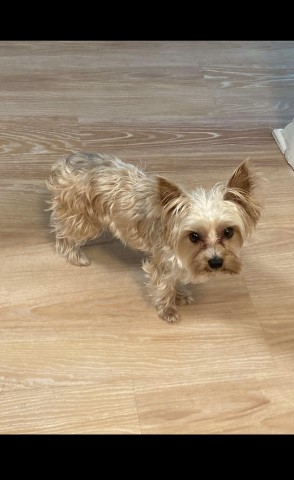 Yorkshire Terrier Stud 30882