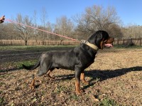 Joy - Rottweiler Stud