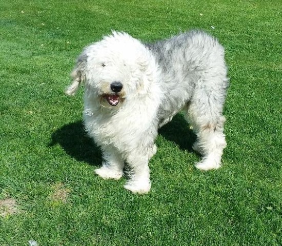 Old English Sheepdog Stud 29322