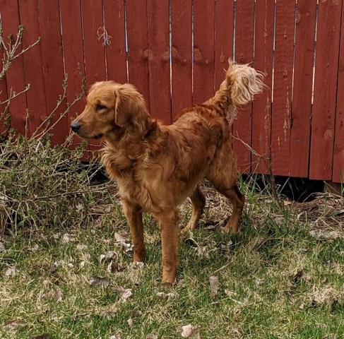 Golden Retriever Stud 27611