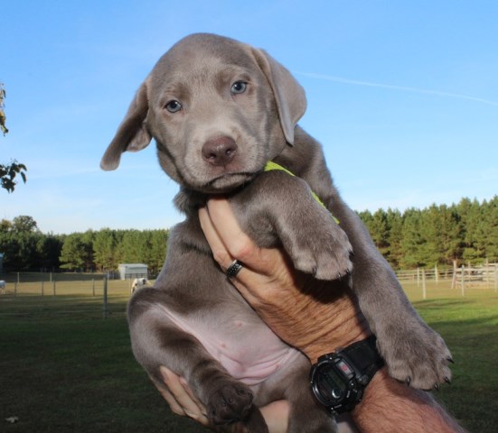 CrazyHorseFarm Labradors