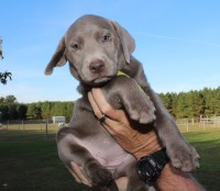 CrazyHorseFarm Labradors Labrador Retriever breeder
