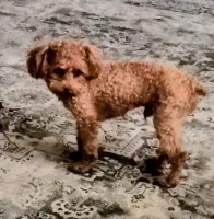 Janie Armendariz - Poodle Toy Stud