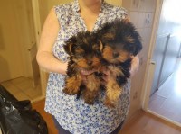 kelly Yorkshire Terrier for breeder