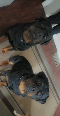 Rottweiler Stud 30521