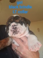Dqsenglishbulldogs English Bulldog breeder