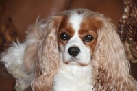 Blue Sky Cavaliers Cavalier King Charles Spaniel breeder