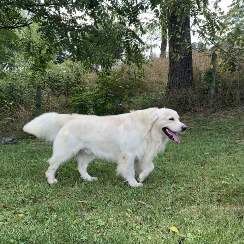 Avalon Acres English Retrievers