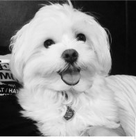 Jake - Maltese Stud