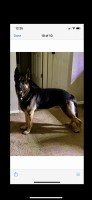 Jason - German Shepherd Dog Stud