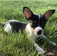 Tyler - Chihuahua Stud