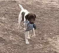 Dr. Martin Buncher - German Shorthaired Pointer Stud