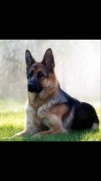 Jason Moseley - German Shepherd Dog Stud