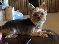 Helen Pearce - Yorkshire Terrier Stud
