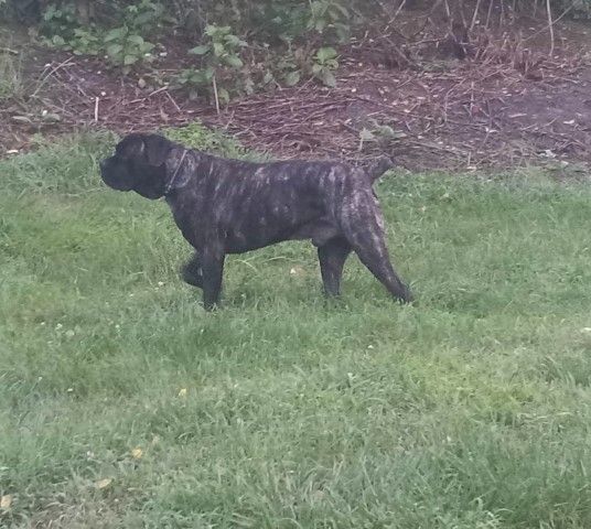 Windigo Cane Corso