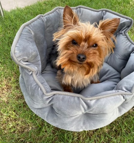 Yorkshire Terrier Stud 30412