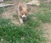 Bellibone Corral - Pembroke Welsh Corgi Breeder Pembroke Welsh Corgi breeder