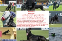 Malinois thumbnail