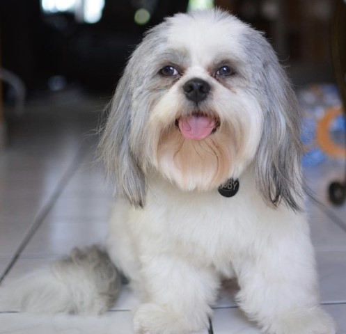 Shih Tzu Stud 31359