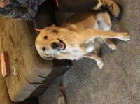 Krysta - Golden Retriever Stud