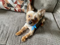 The Papi - Yorkshire Terrier Stud