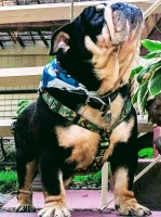 English bull dog pets English Bulldog breeder