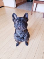 Alexis - French Bulldog Stud