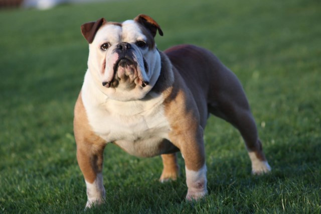 Friendly Bulls, English Bulldog Breeder in Clara, Mississippi