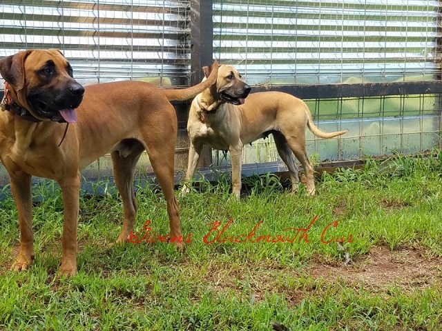 Givens black mouth sales cur