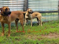 Black Mouth Cur Breeders in Georgia - Free Dog Listings