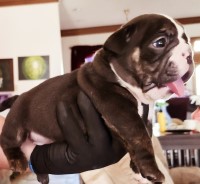 MGM RARE BULLDOGS English Bulldog breeder