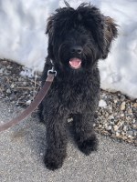 Abby - Schnoodle Stud