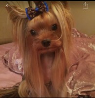 Ken - Yorkshire Terrier Stud