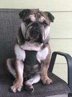 JJ owner Benitez Family - English Bulldog Stud