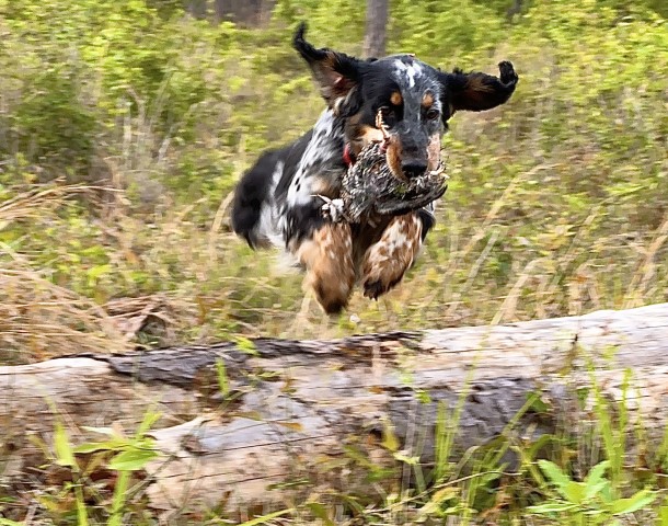 English Cocker Spaniel Stud 31156