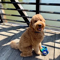 Jerry Smith - Goldendoodle Stud