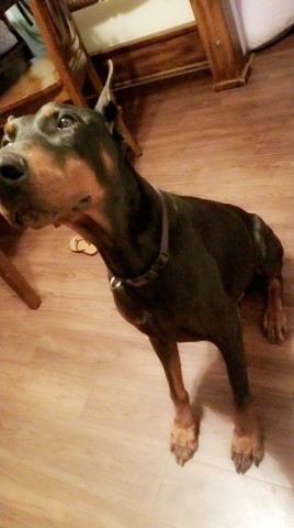 Doberman Pinscher Stud 28583