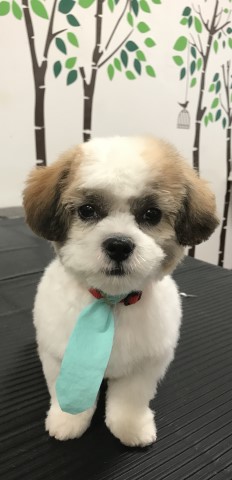 Shih Tzu Stud 28769