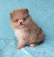 Last Breeder Listed