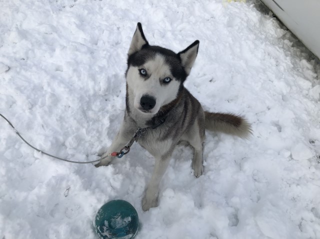 Siberian Husky Stud 29280