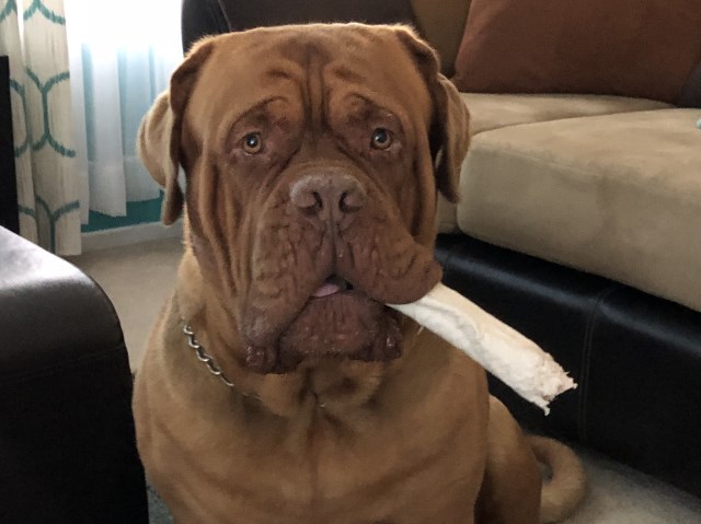 Dogue De Bordeaux Stud 26477